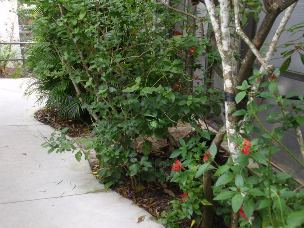 Miami Butterfly World
