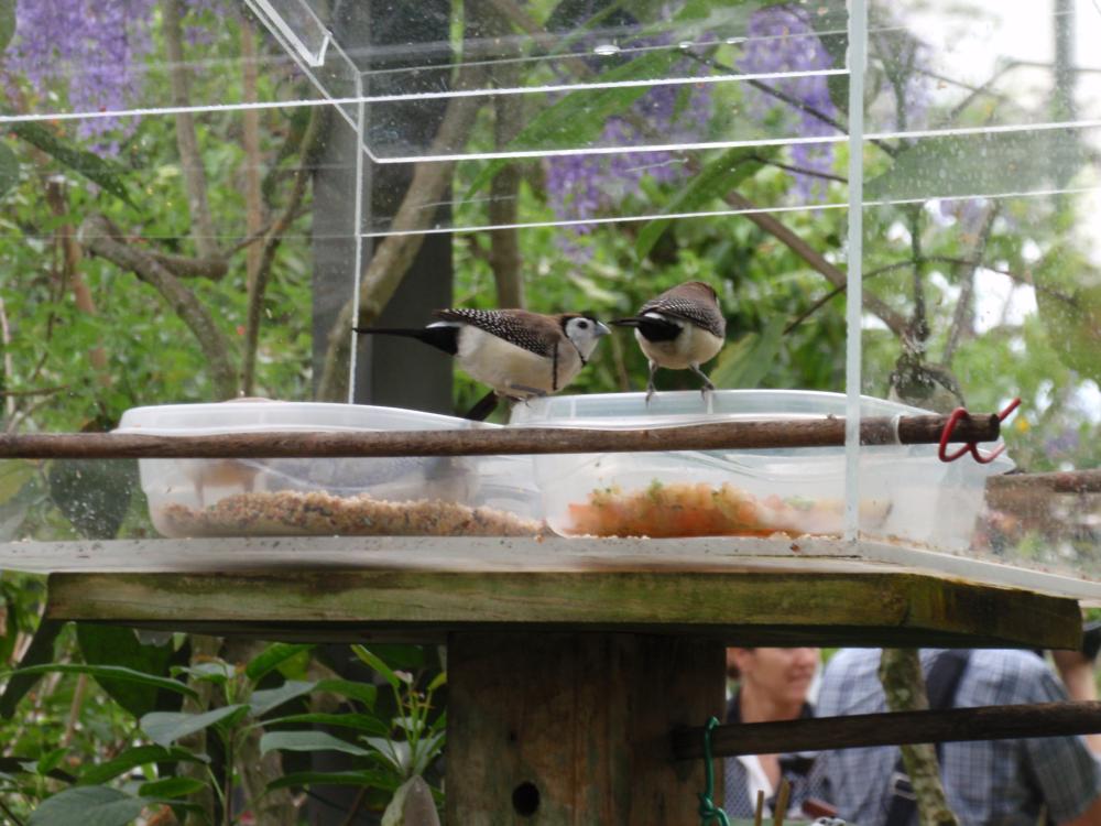 Miami Butterfly World
