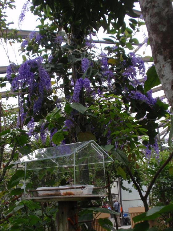 Miami Butterfly World