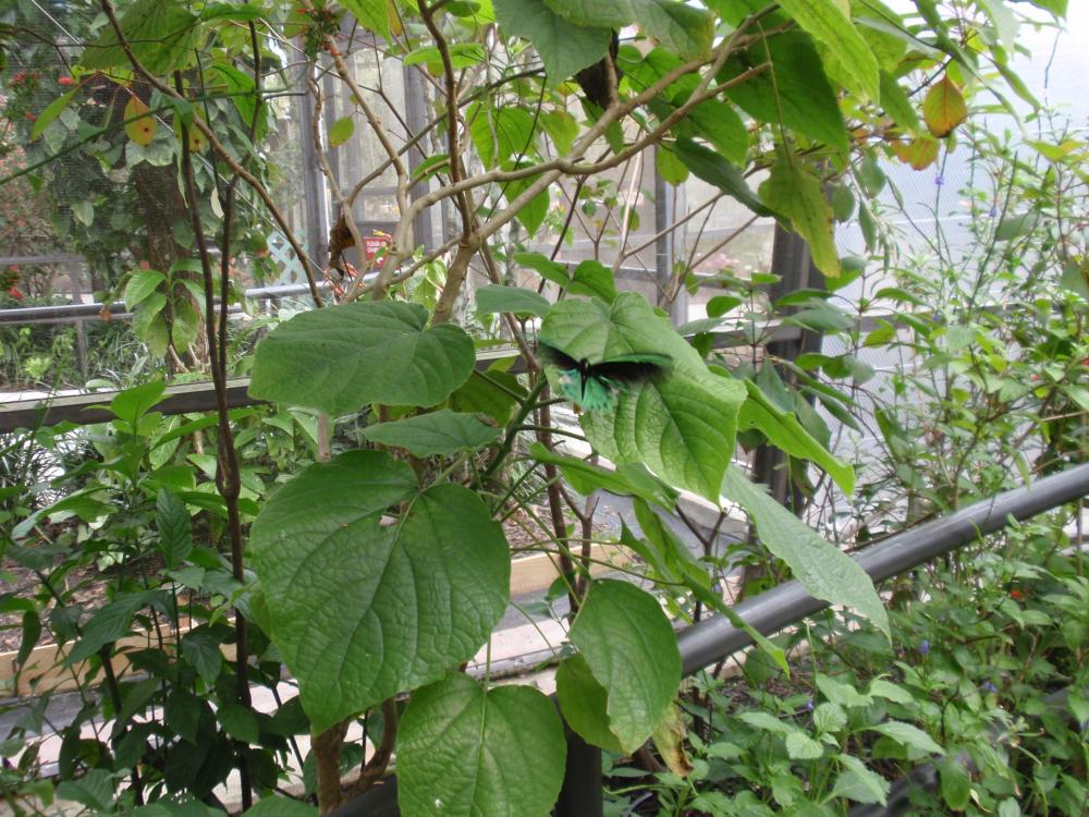 Miami Butterfly World