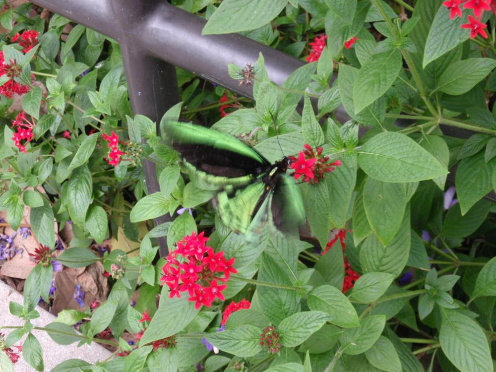 Miami Butterfly World