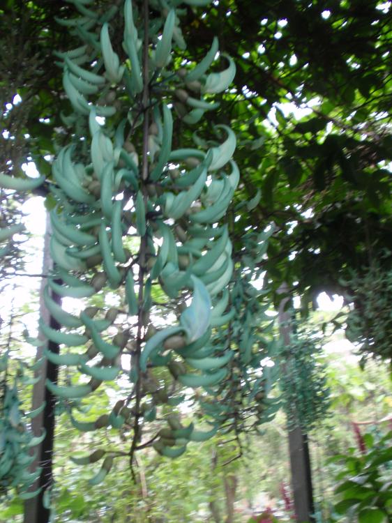 Miami Butterfly World