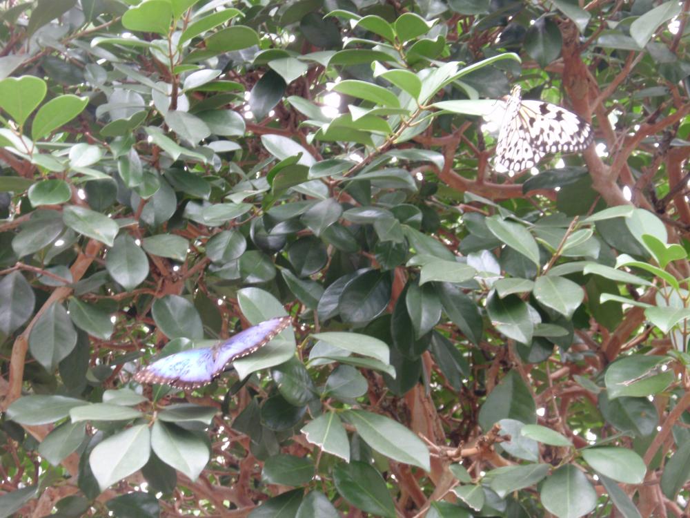 Miami Butterfly World