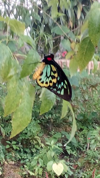 Miami Butterfly World
