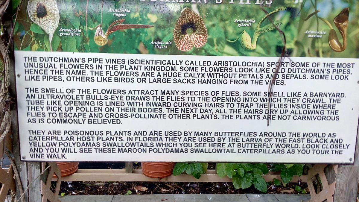 Miami Butterfly World