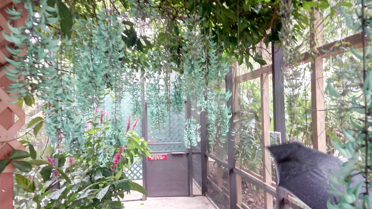 Miami Butterfly World