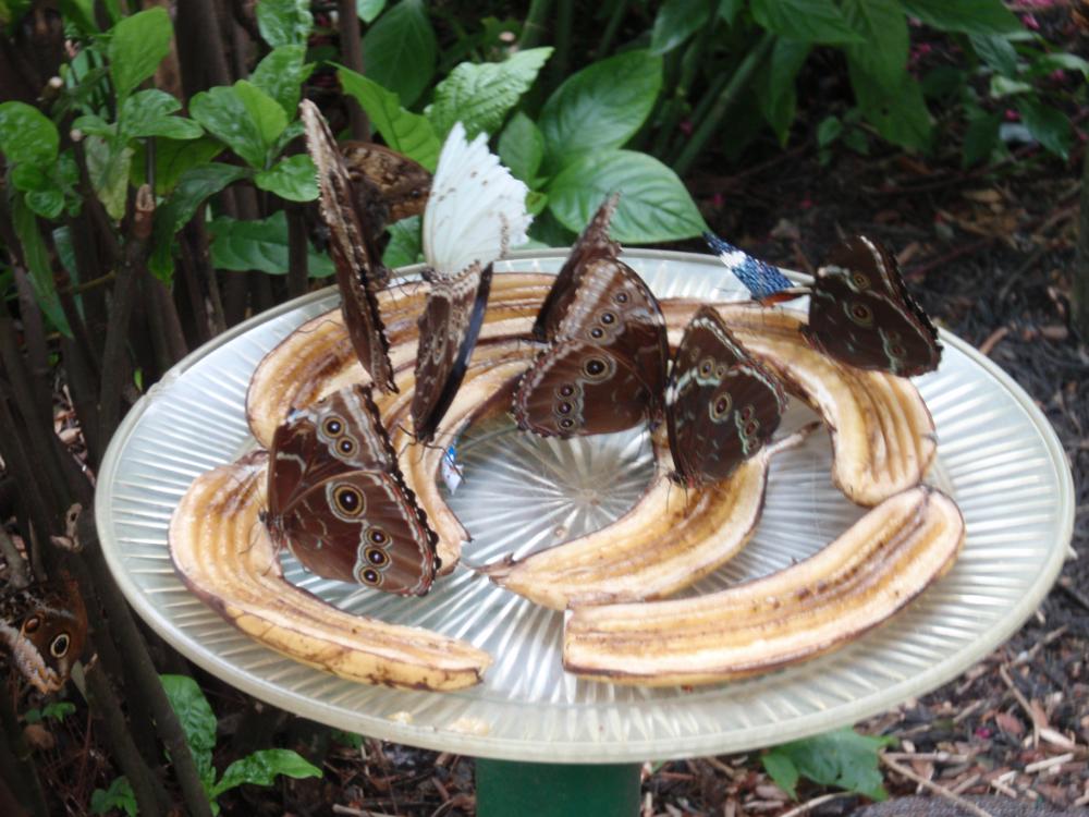 Miami Butterfly World