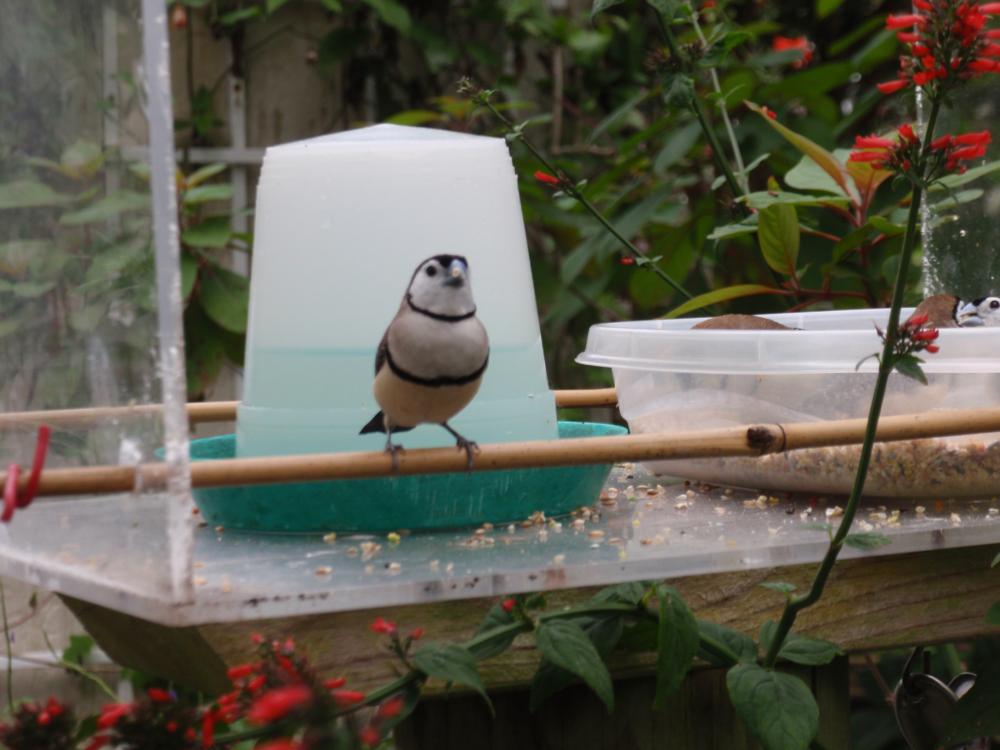 Miami Butterfly World