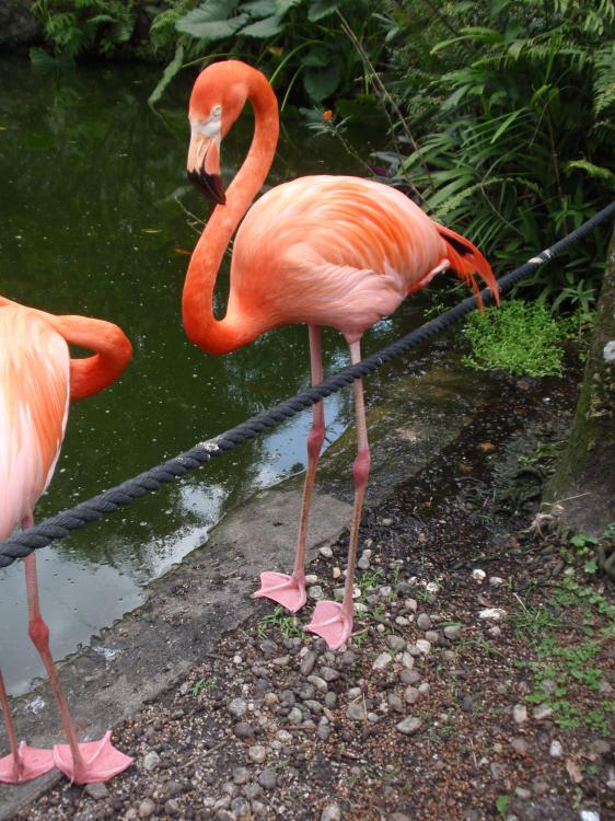 Miami Flamingo Gardens