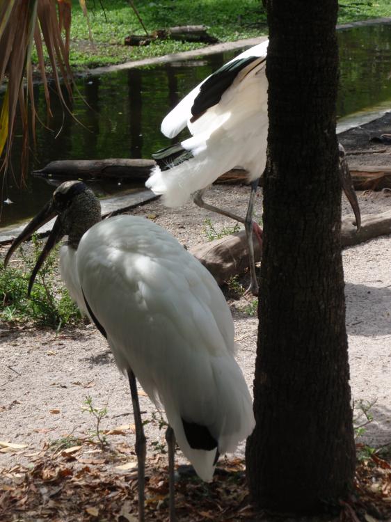 Miami Flamingo Gardens
