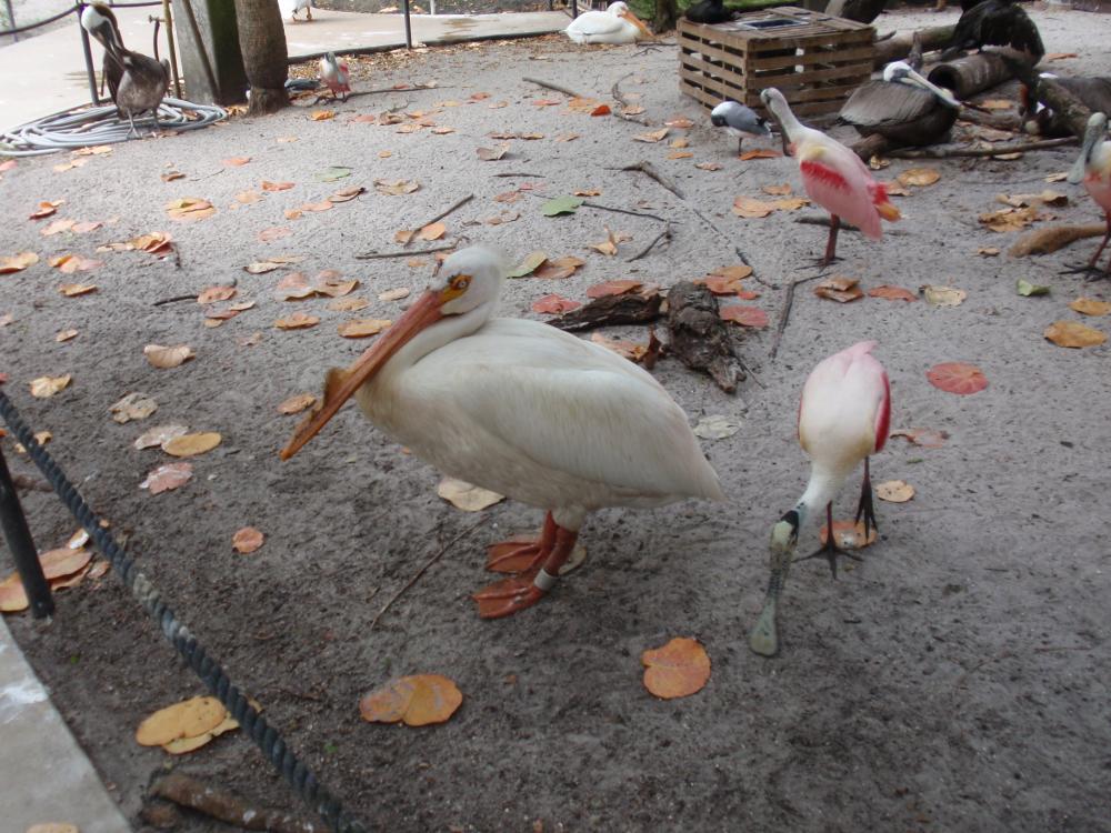 Miami Flamingo Gardens