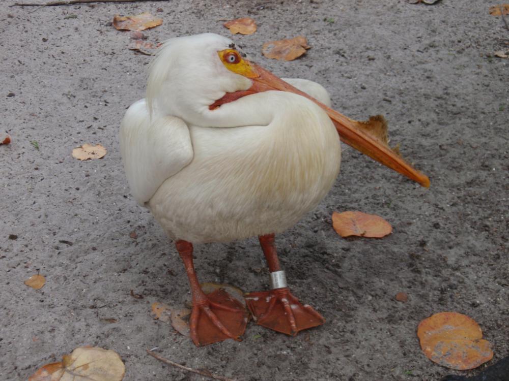 Miami Flamingo Gardens