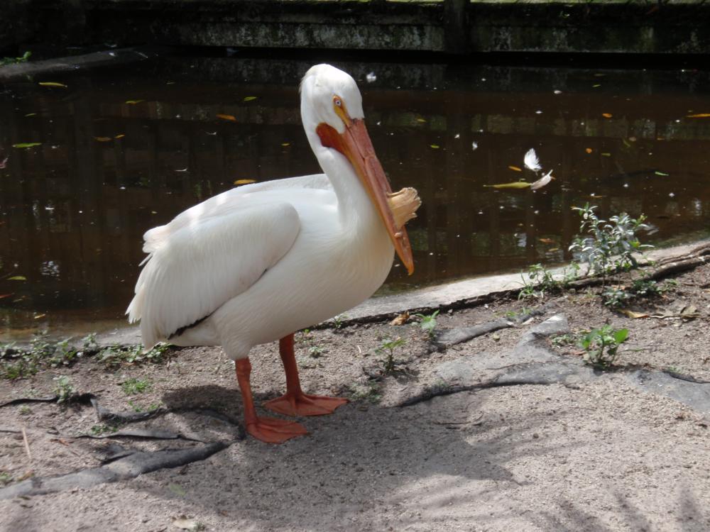 Miami Flamingo Gardens