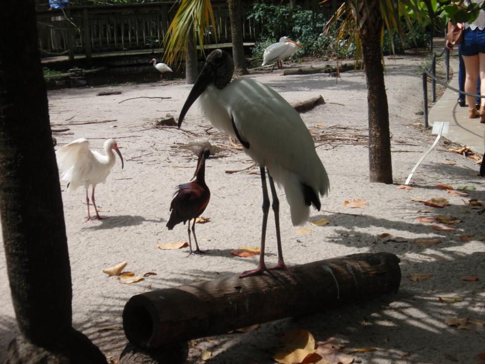 Miami Flamingo Gardens