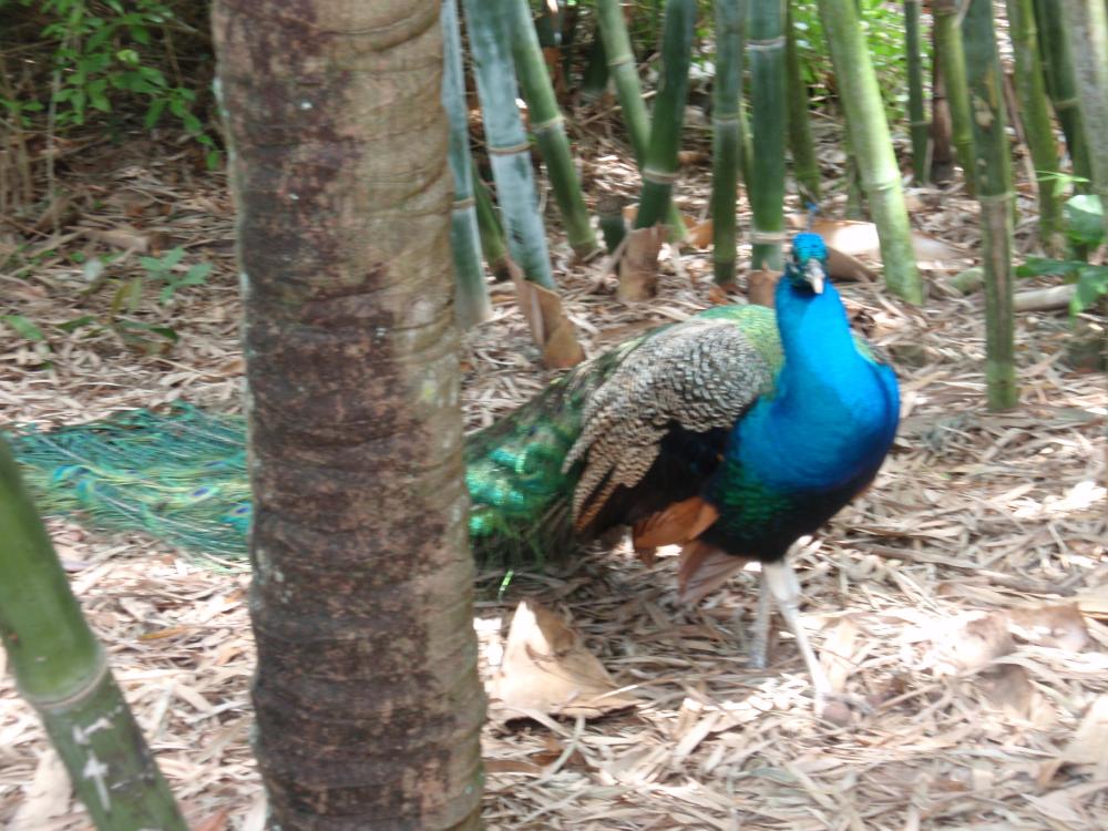 Miami Flamingo Gardens