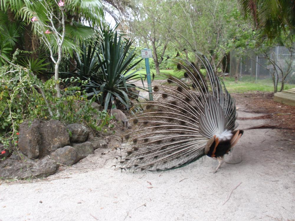 Miami Flamingo Gardens