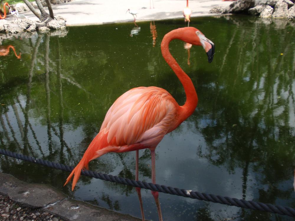 Miami Flamingo Gardens