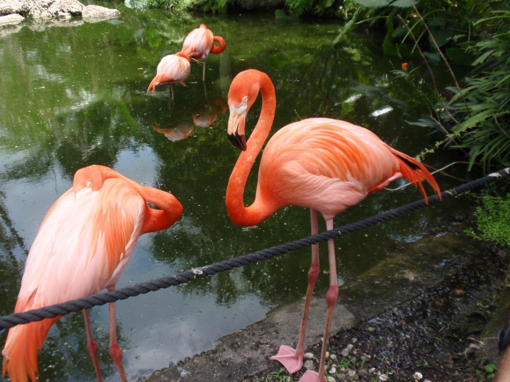 Miami Flamingo Gardens