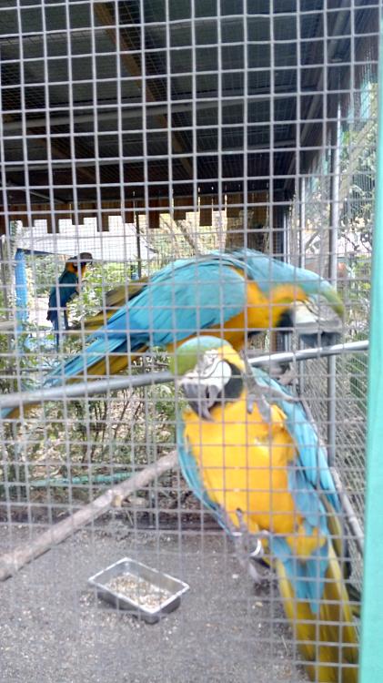 Miami Flamingo Gardens