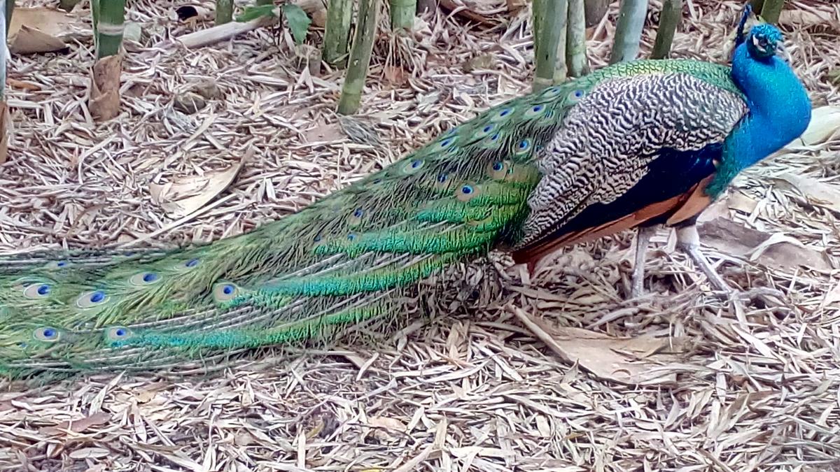 Miami Flamingo Gardens