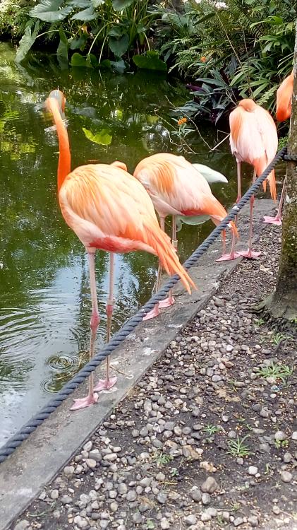 Miami Flamingo Gardens