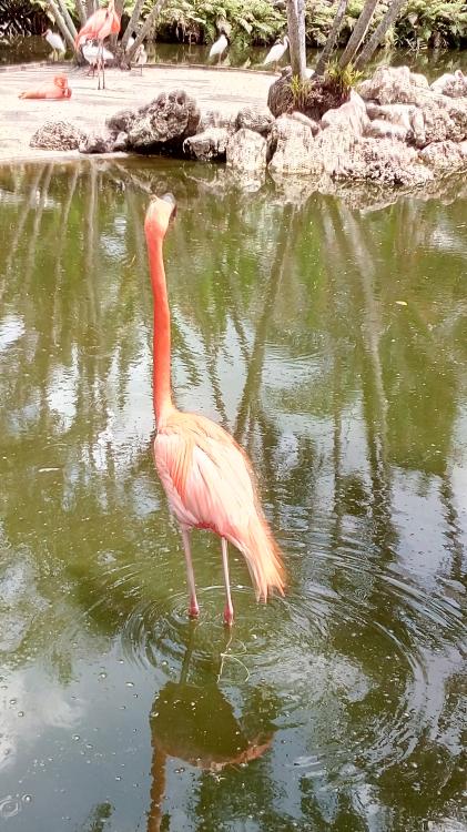 Miami Flamingo Gardens
