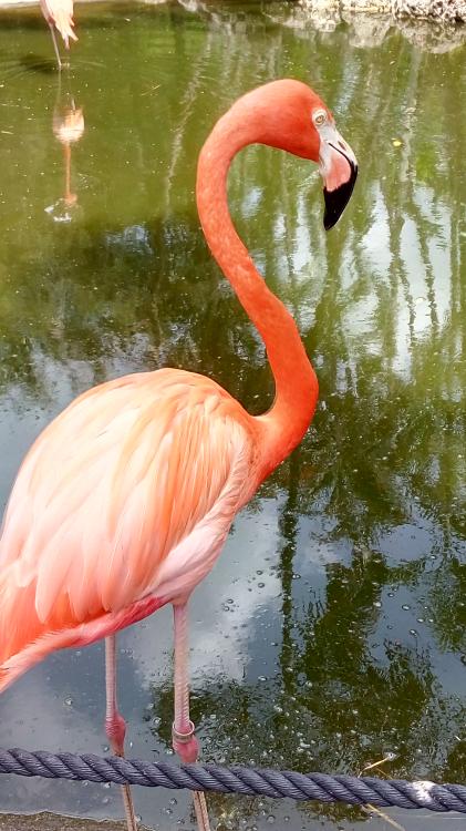 Miami Flamingo Gardens