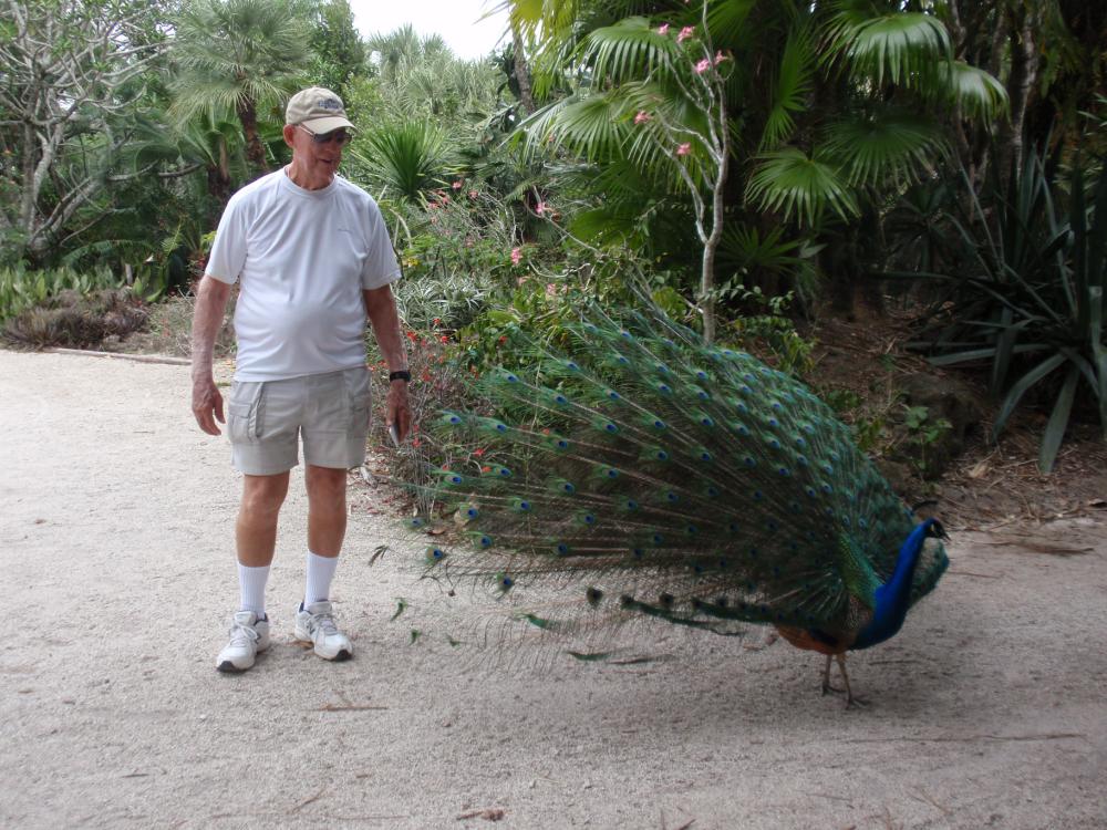 Miami Flamingo Gardens