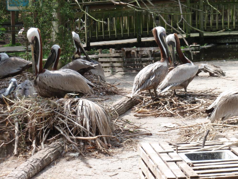Miami Flamingo Gardens