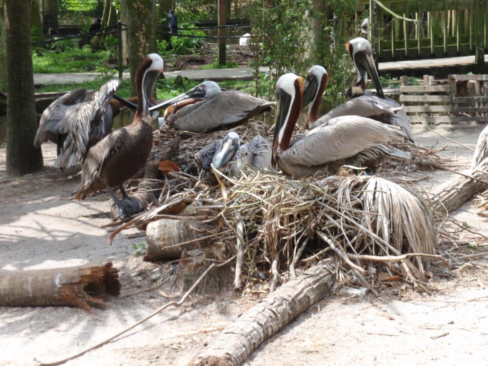 Miami Flamingo Gardens