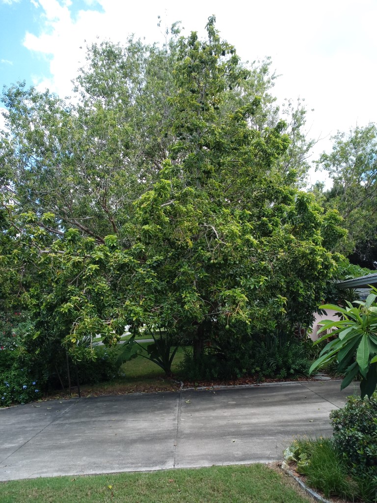Avocado