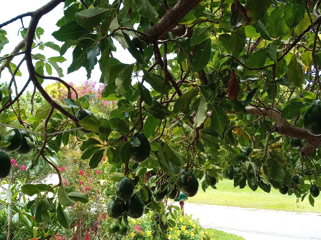 Avocado