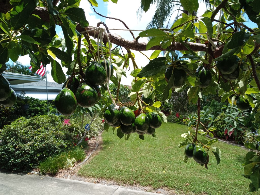 Avocado