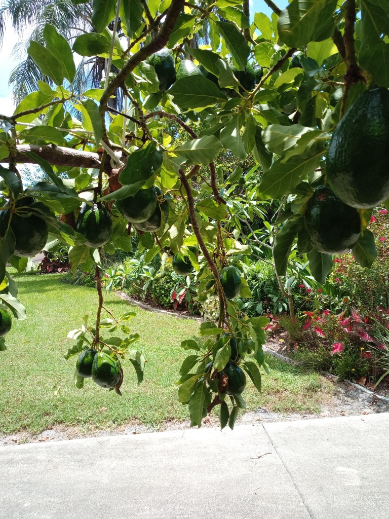 Avocado