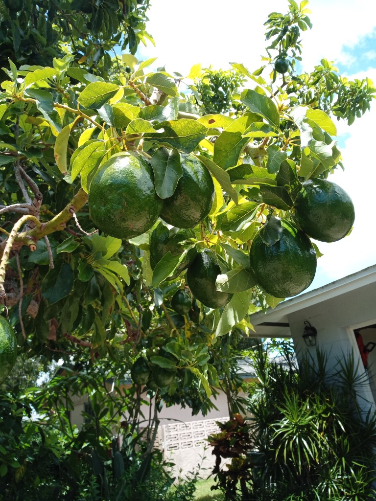 Avocado