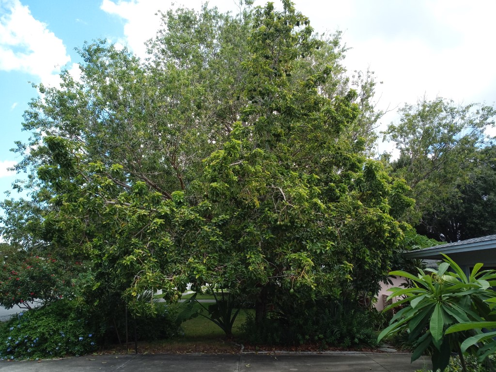 Avocado