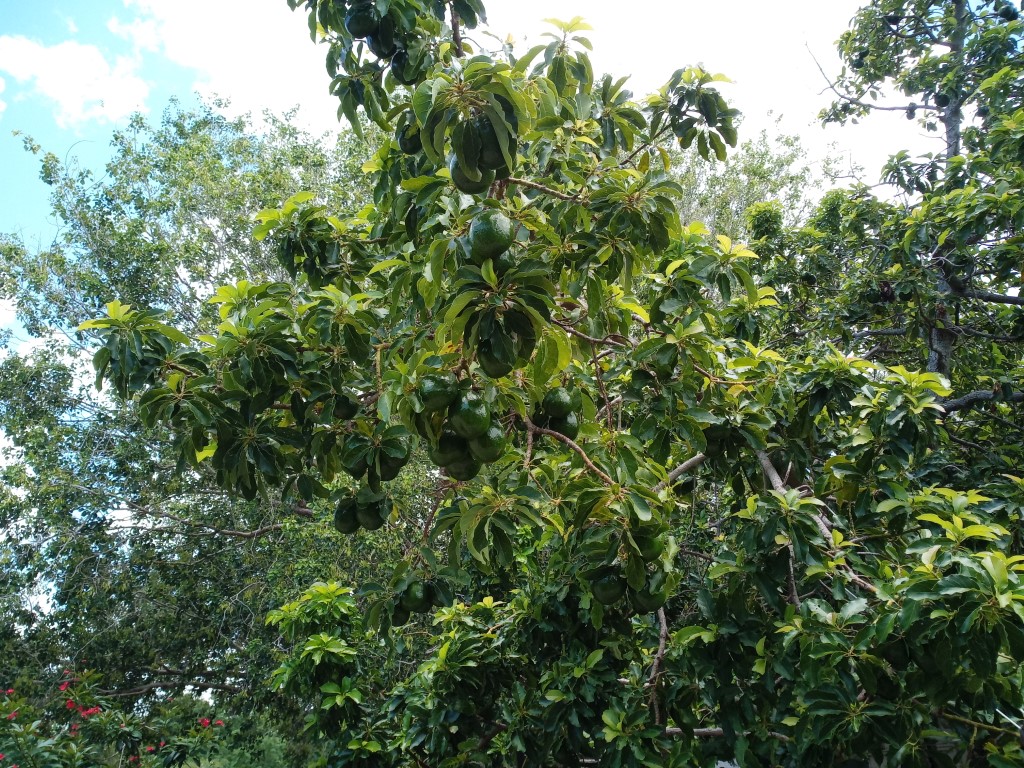Avocado