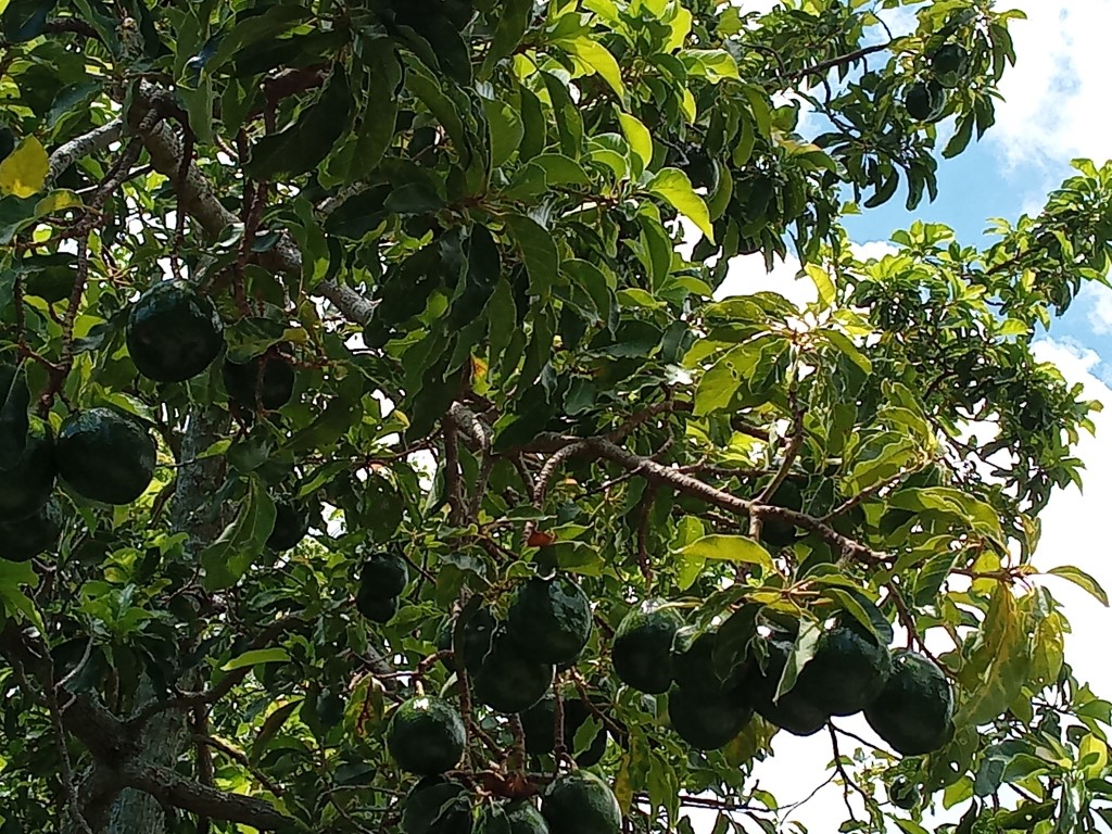 Avocado