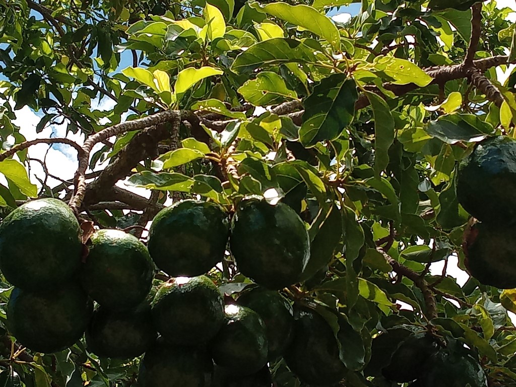 Avocado