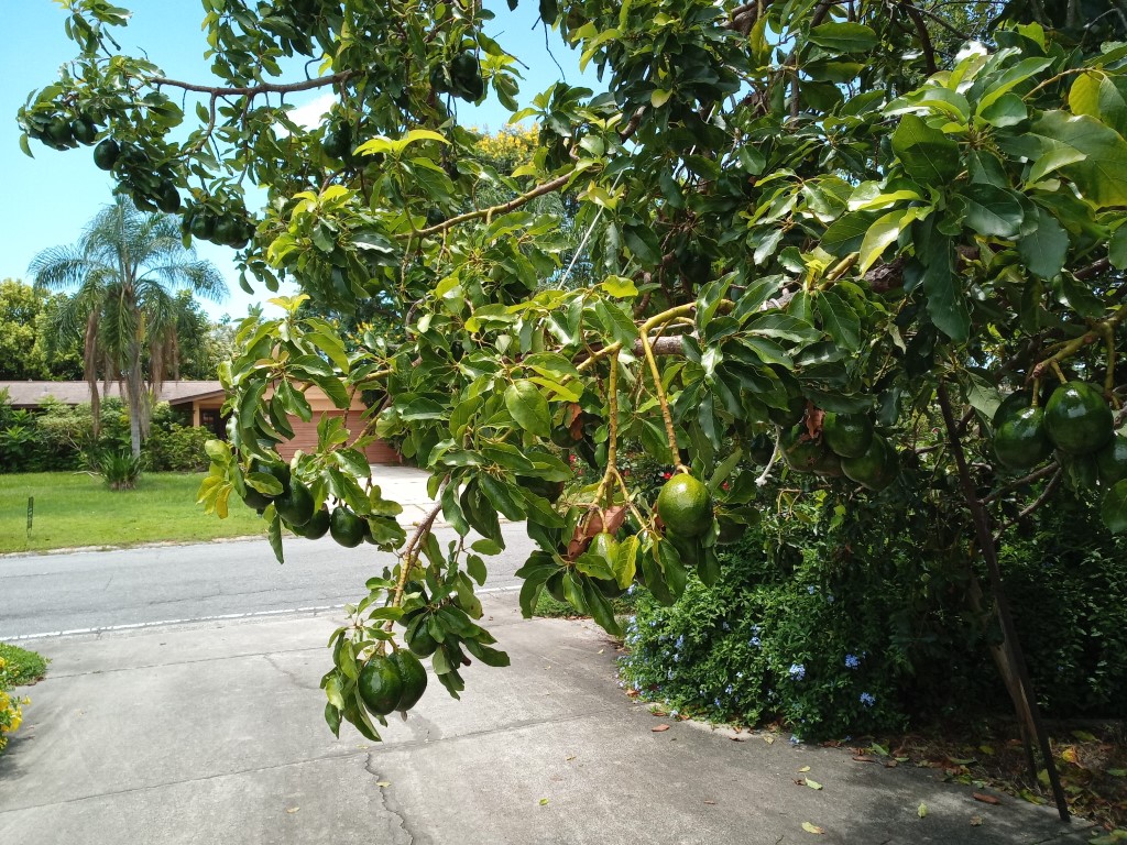 Avocado Tree