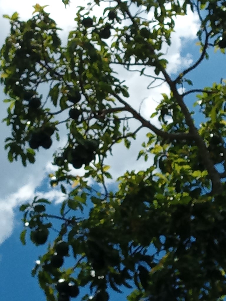 Avocado