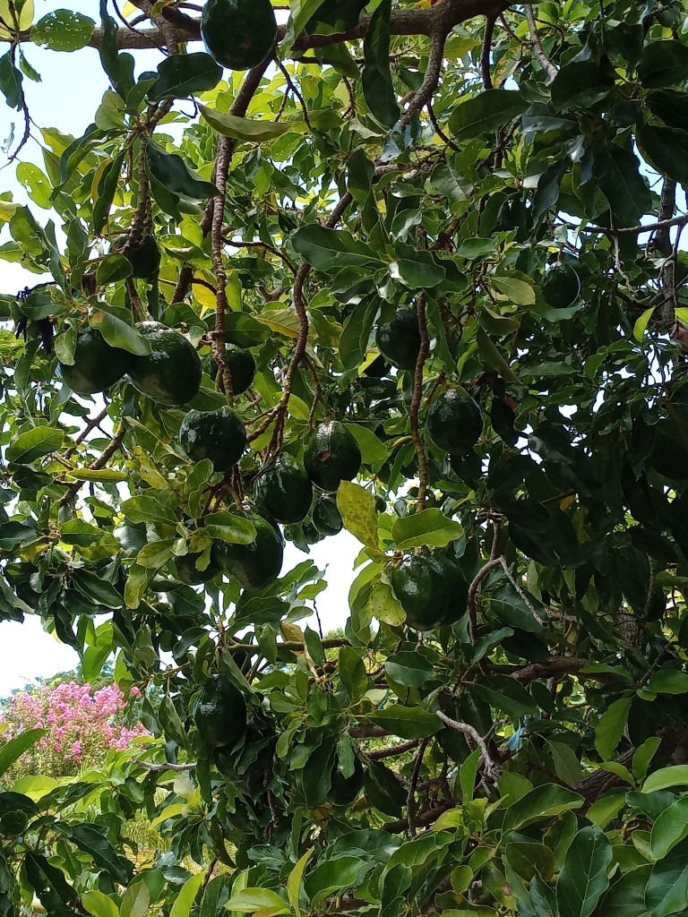 Avocado