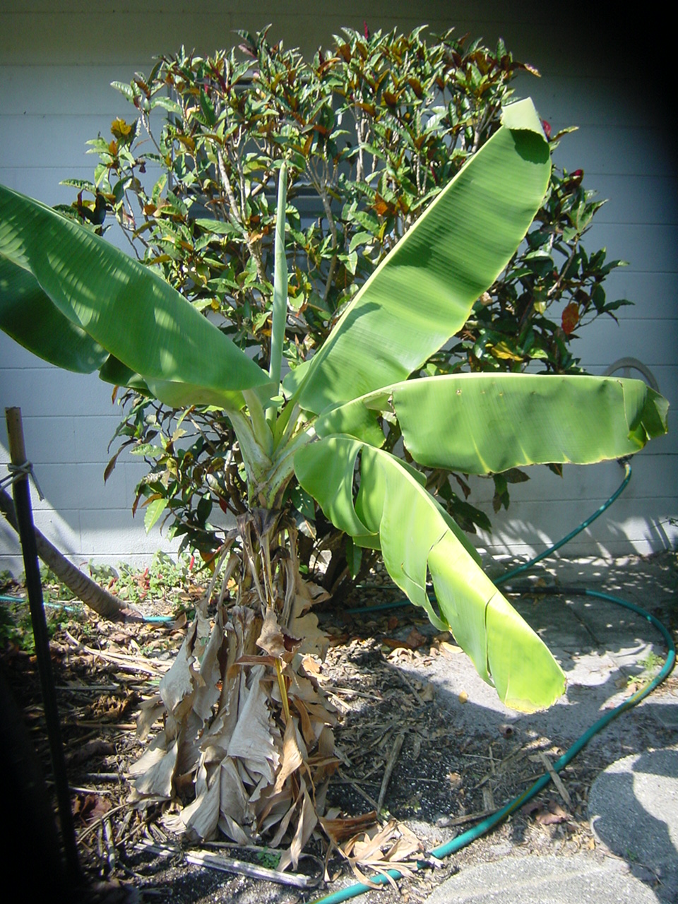 Banana Plant