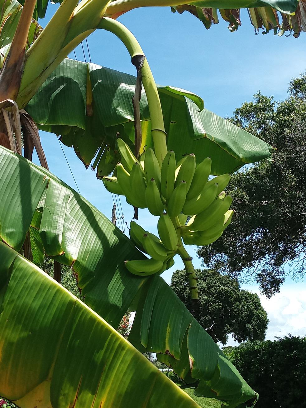banana