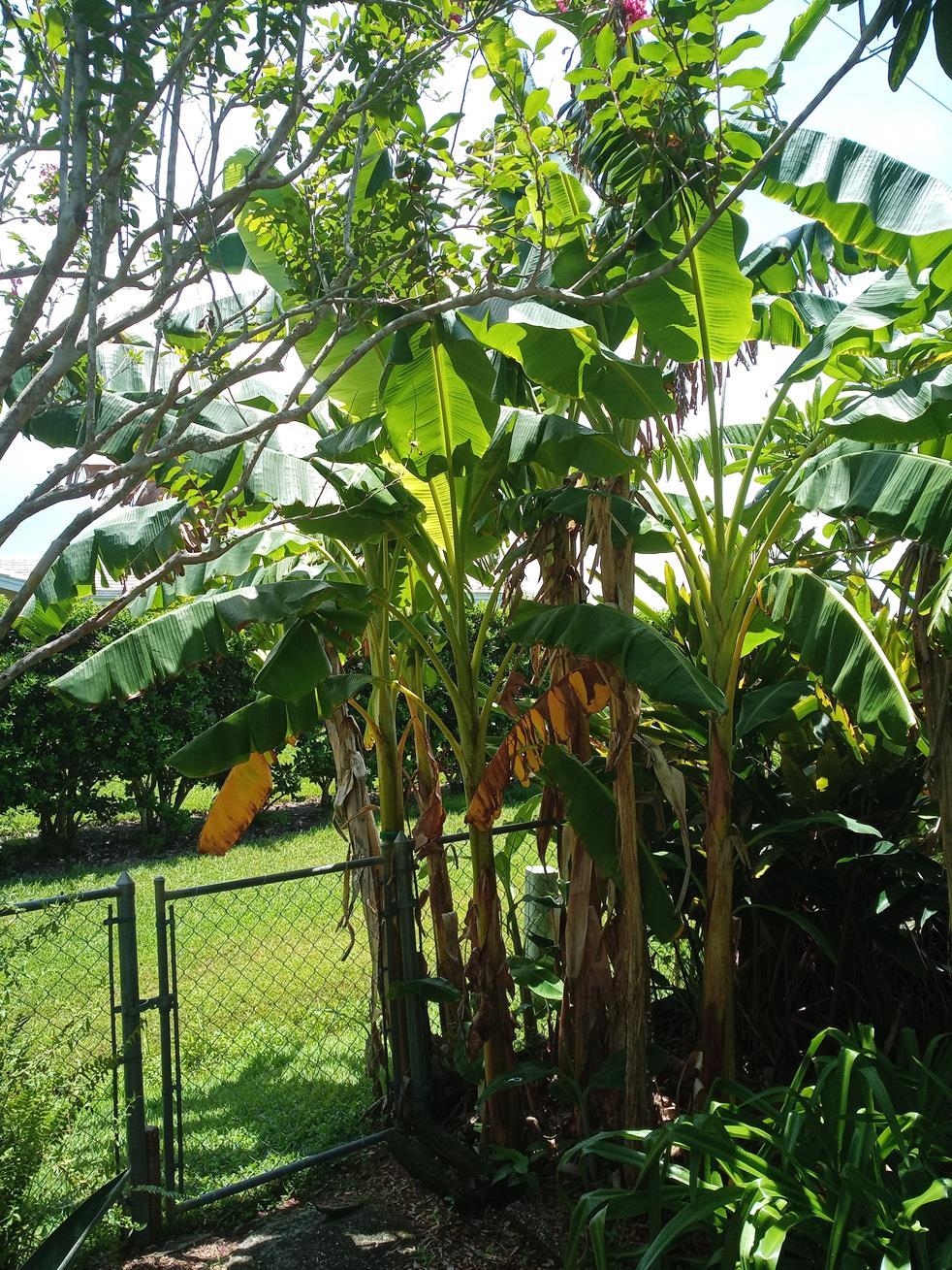 banana