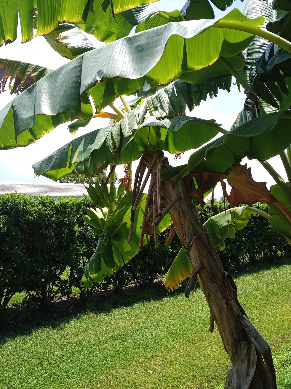 banana