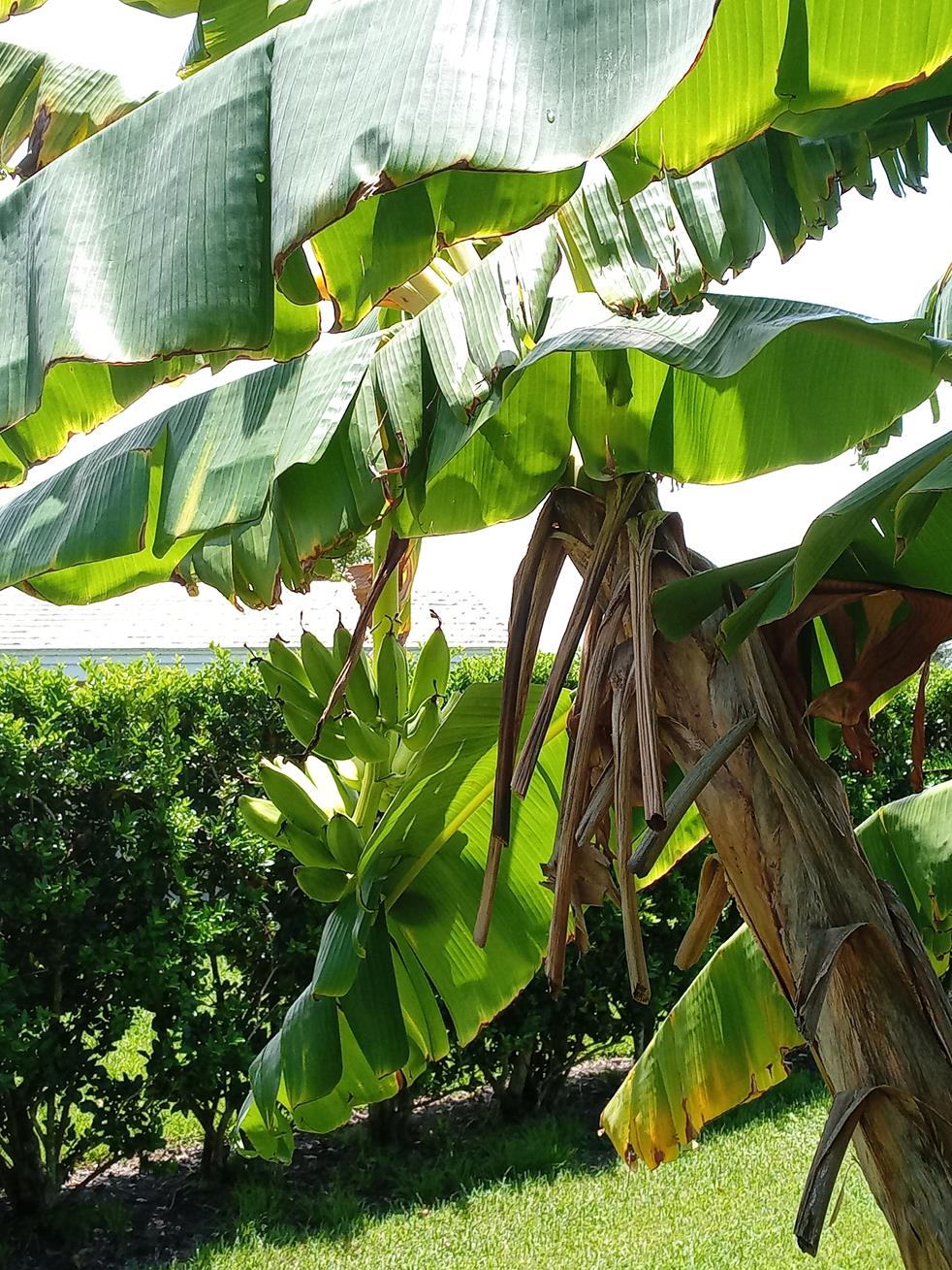banana