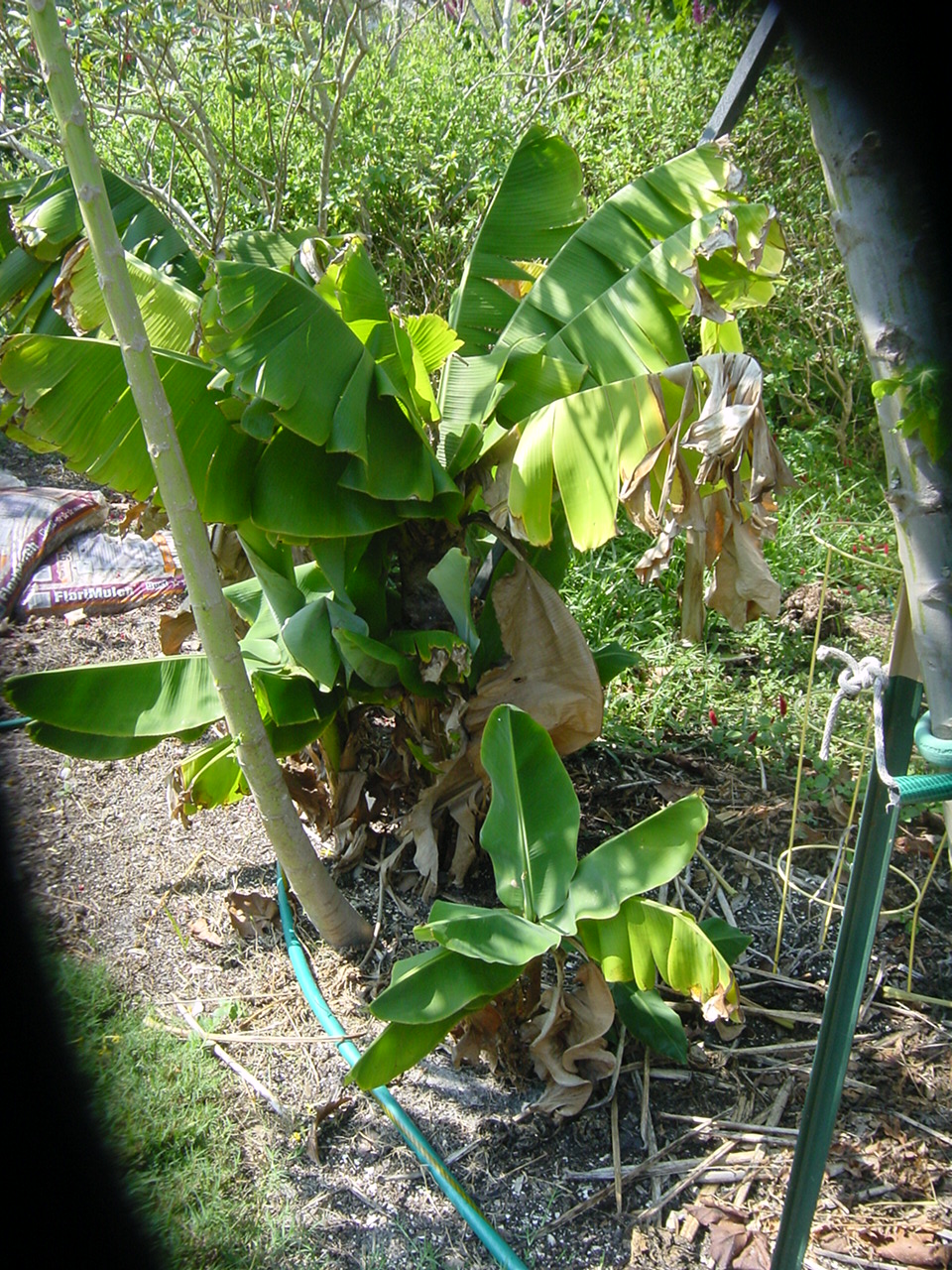 banana