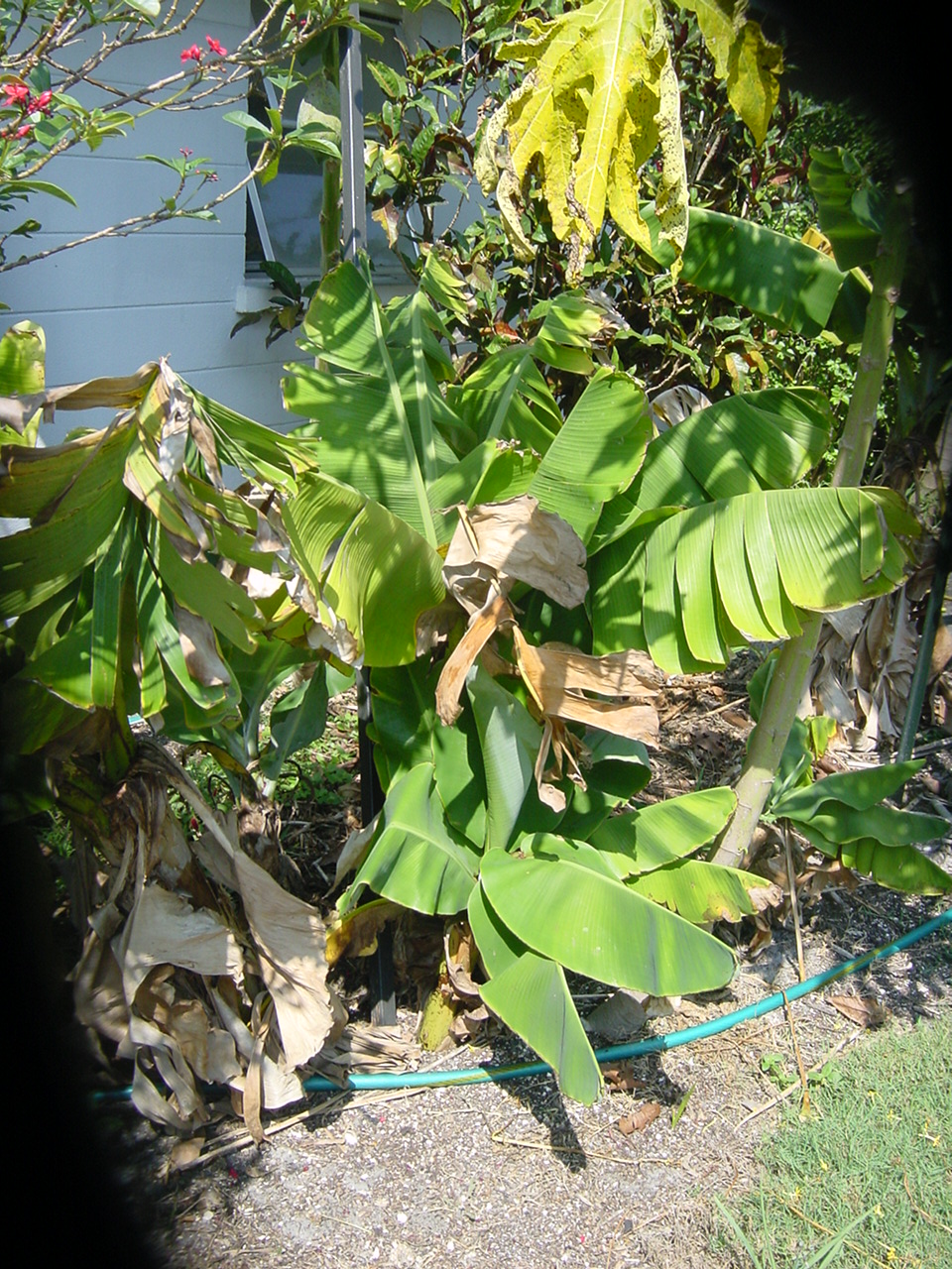 banana