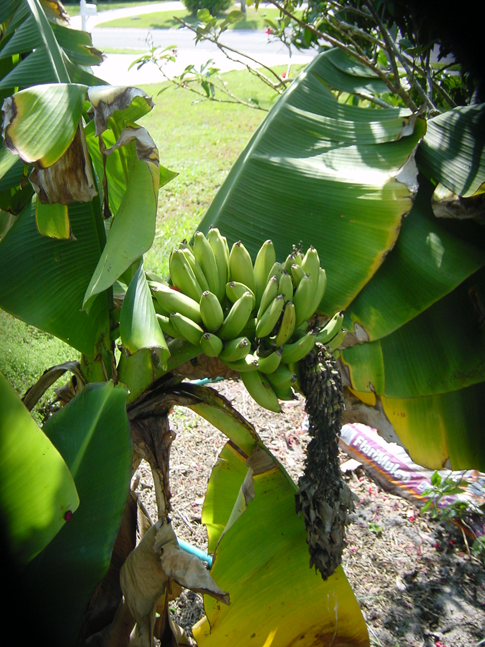banana